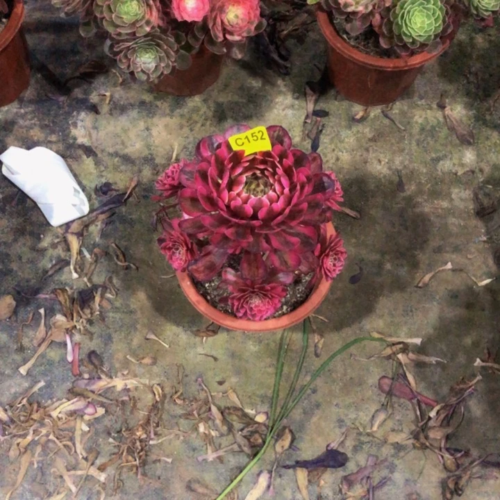 7*白月光多肉15200000000