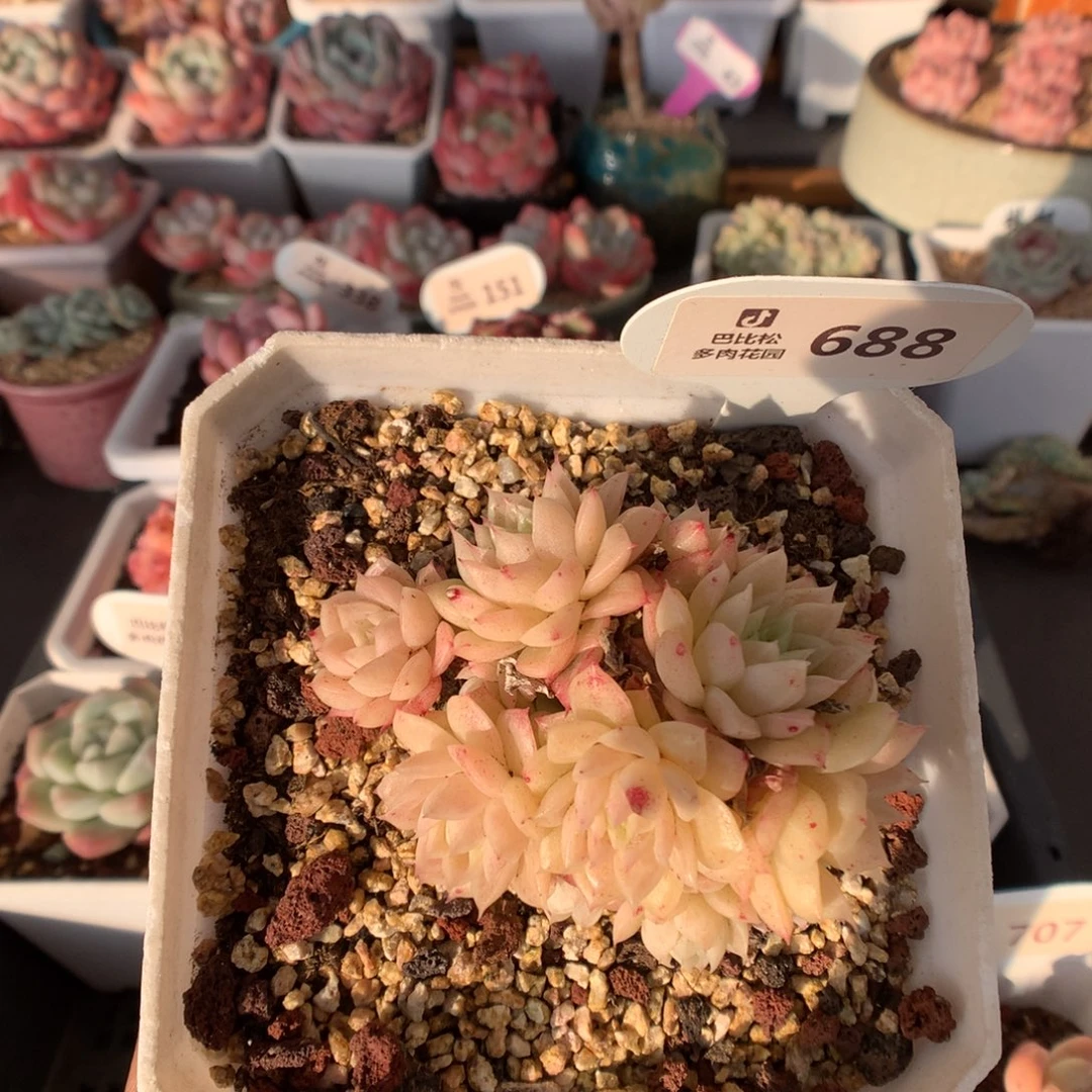 688麦杆多肉植物