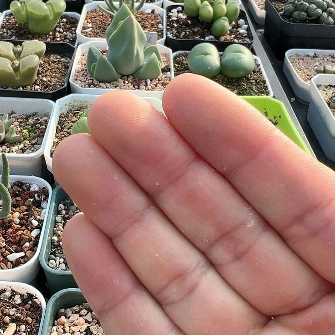 紫**夏肉锥专用土一包 多肉肉锥