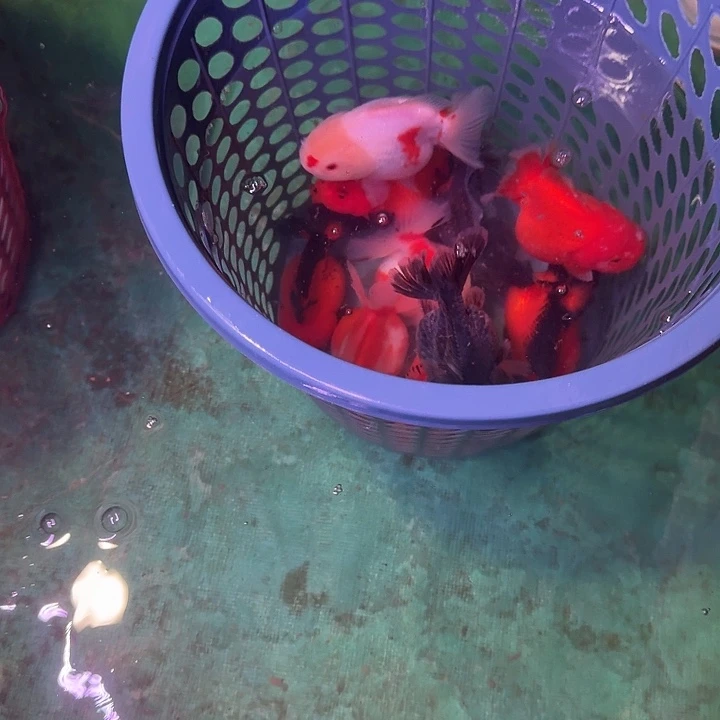 115包邮到家嘿嘿嘿嘿嘿嘿嘿嘿