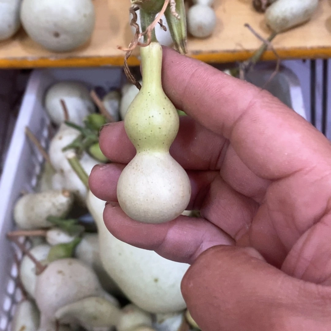 文玩葫芦青皮葫芦