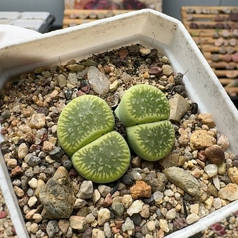 36301绿光阳双头带盆土发货