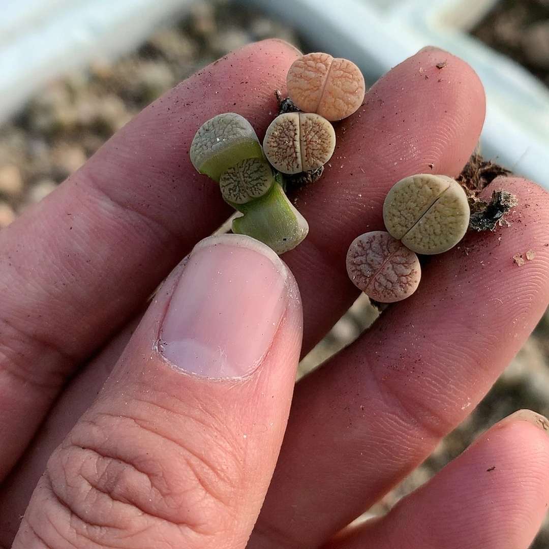 W72多肉植物保护