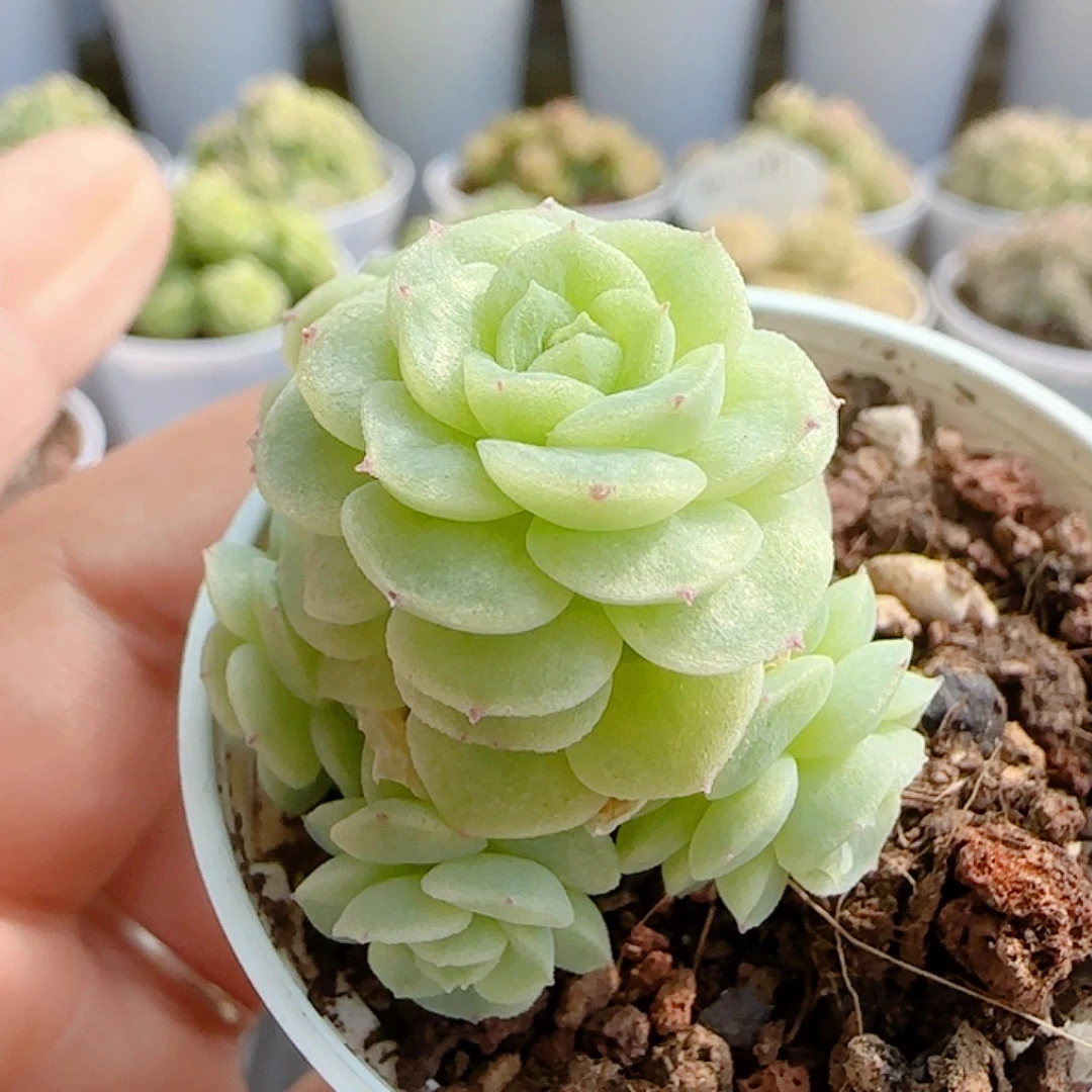 1114-111（优选麦秆）