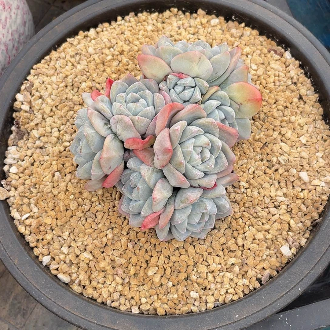 冰玉群生多肉植物一物一拍
