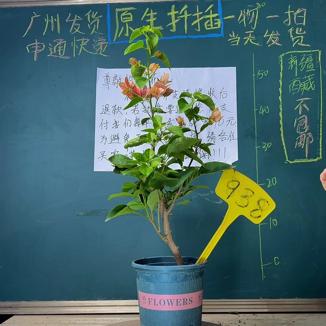 当前无花栽培后可以开花粗杆  甜西瓜 938