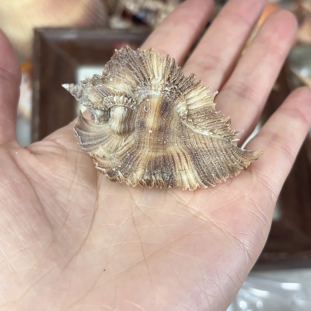 V***n天然海螺标本福利