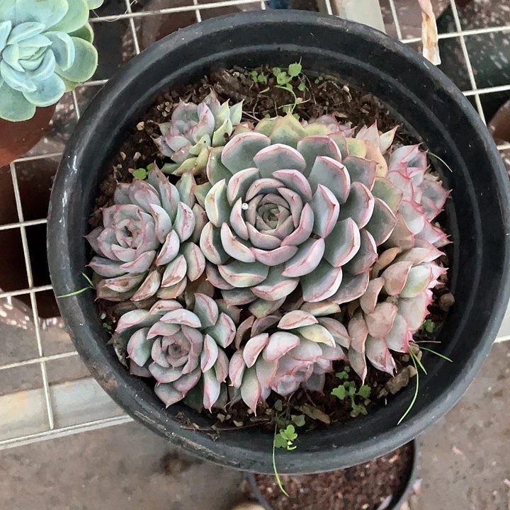 Q***Y猎户座多肉植物群生
