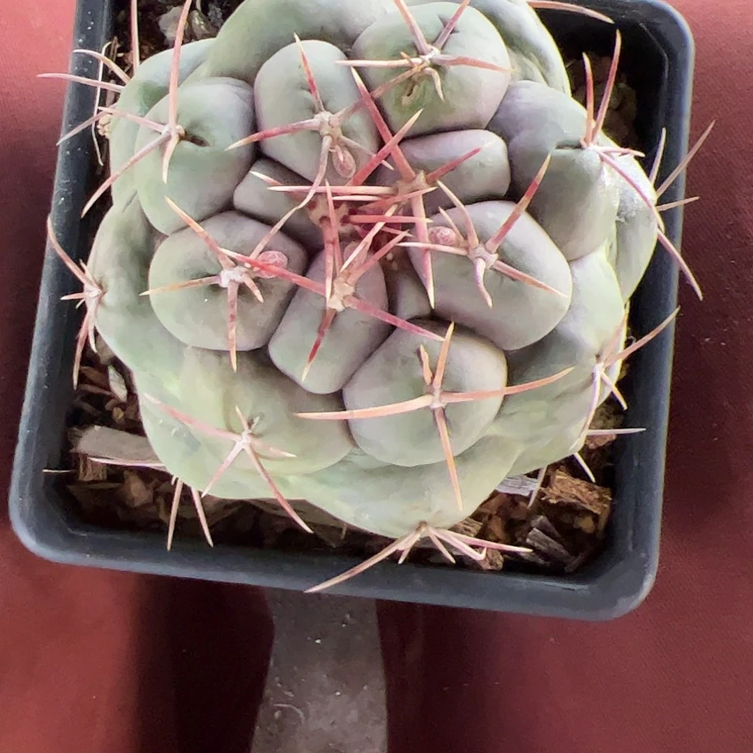 梦***.实生白肌天晃一物一拍