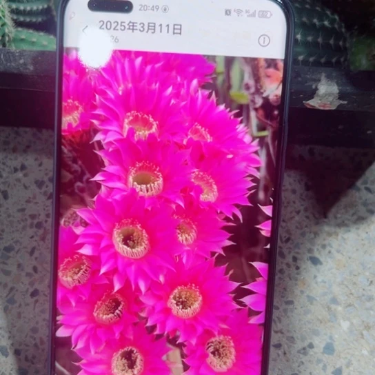 下54金刚10歪无根侧芽4公分左右20包邮