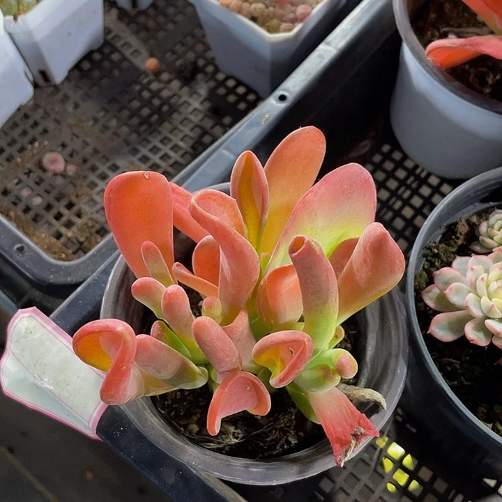 火狐狸带盆土发货