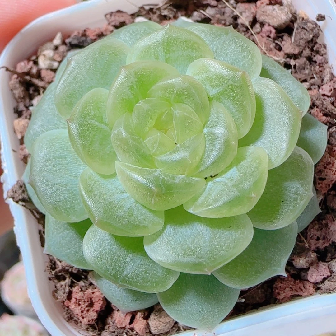 花语逸镜1111-156无尽灯