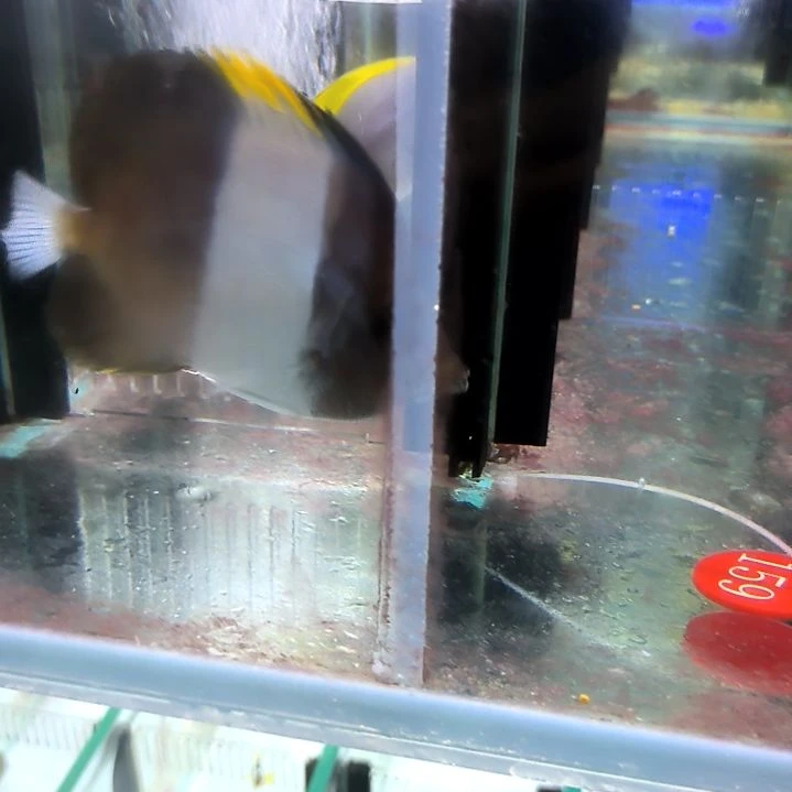 蓝霞蝶10+/8-89-159