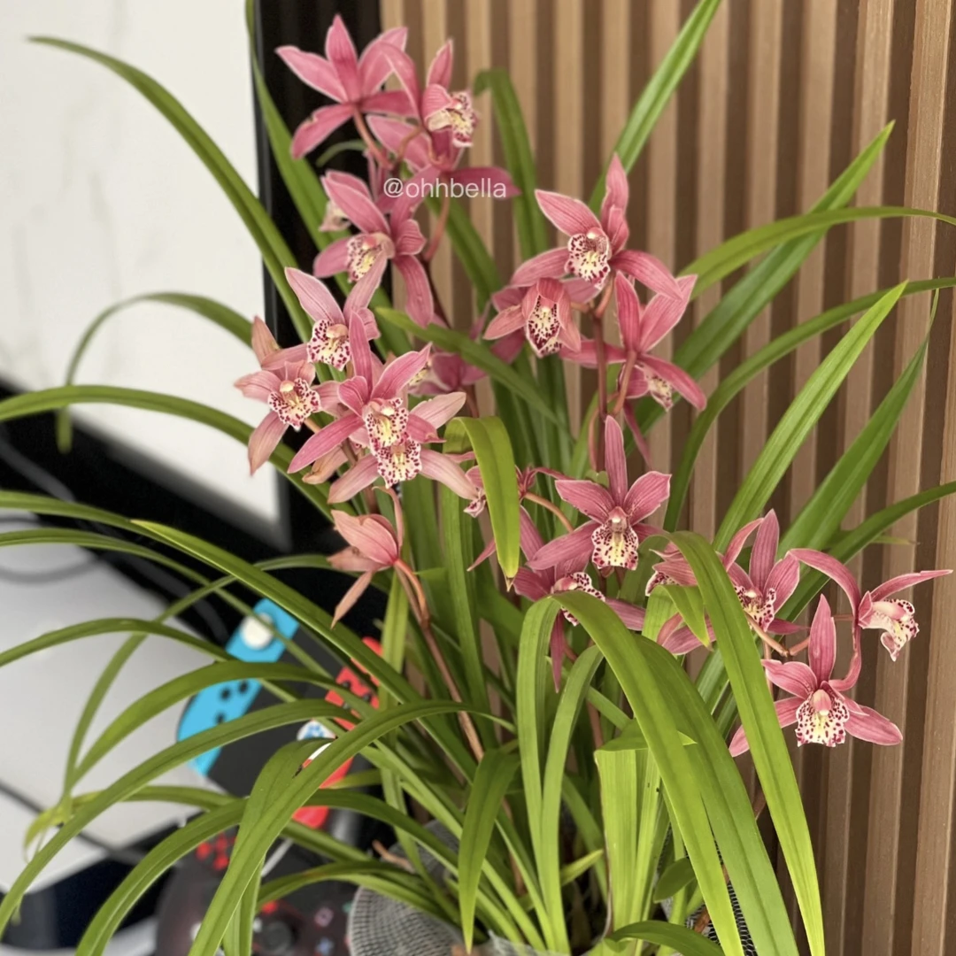 小行家【台北小姐】兰花鲜花绿植室内外盆栽好养易活四季开花