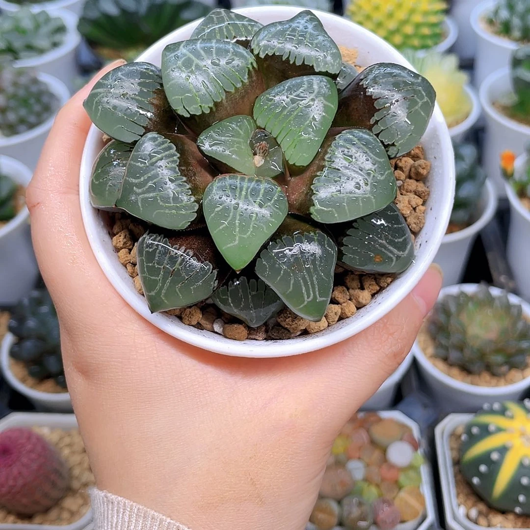 母本爱神克，原盆