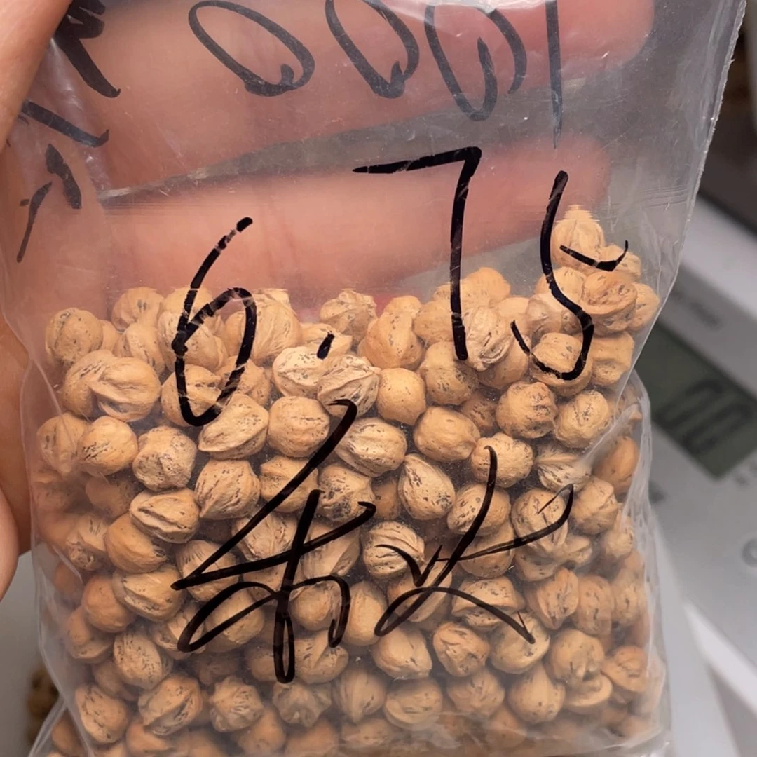 柏香籽/百香籽吊坠秋