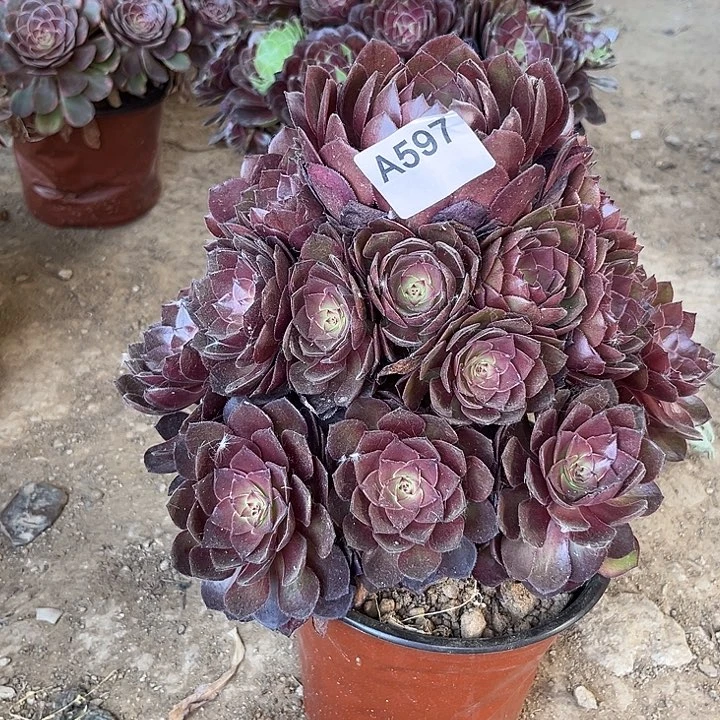 红魔多肉植物579