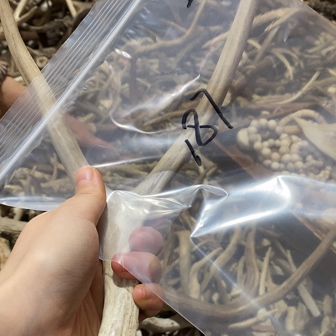 ****起非金属鹿角鹿角鹿角