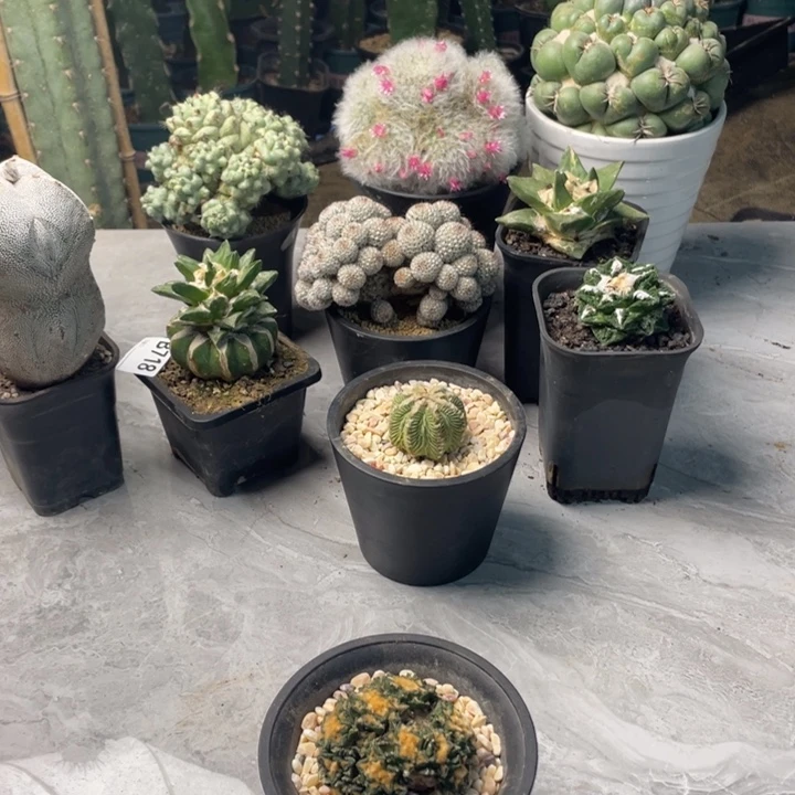 736级牡丹仙人球一个