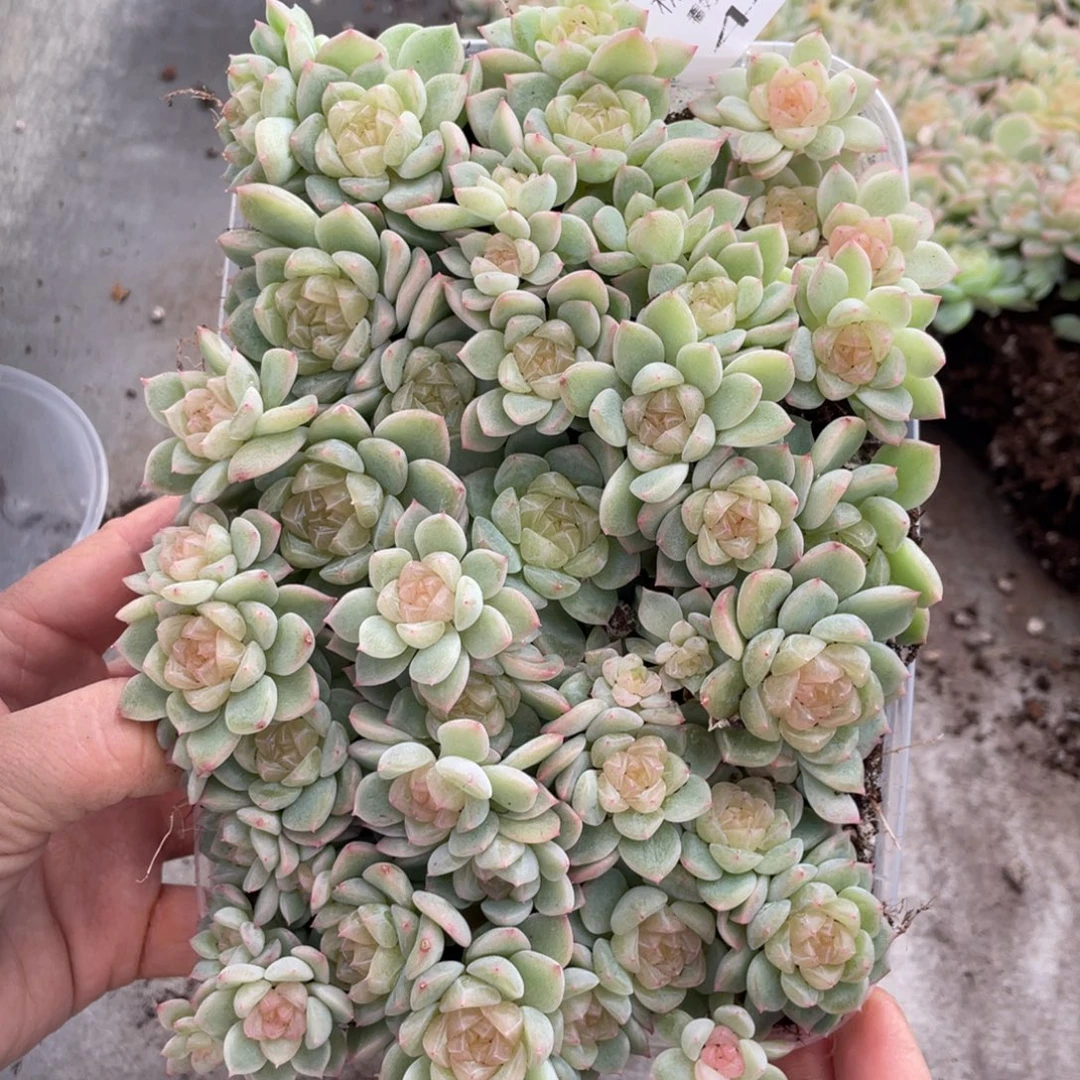 ****云糕大上多肉植物447