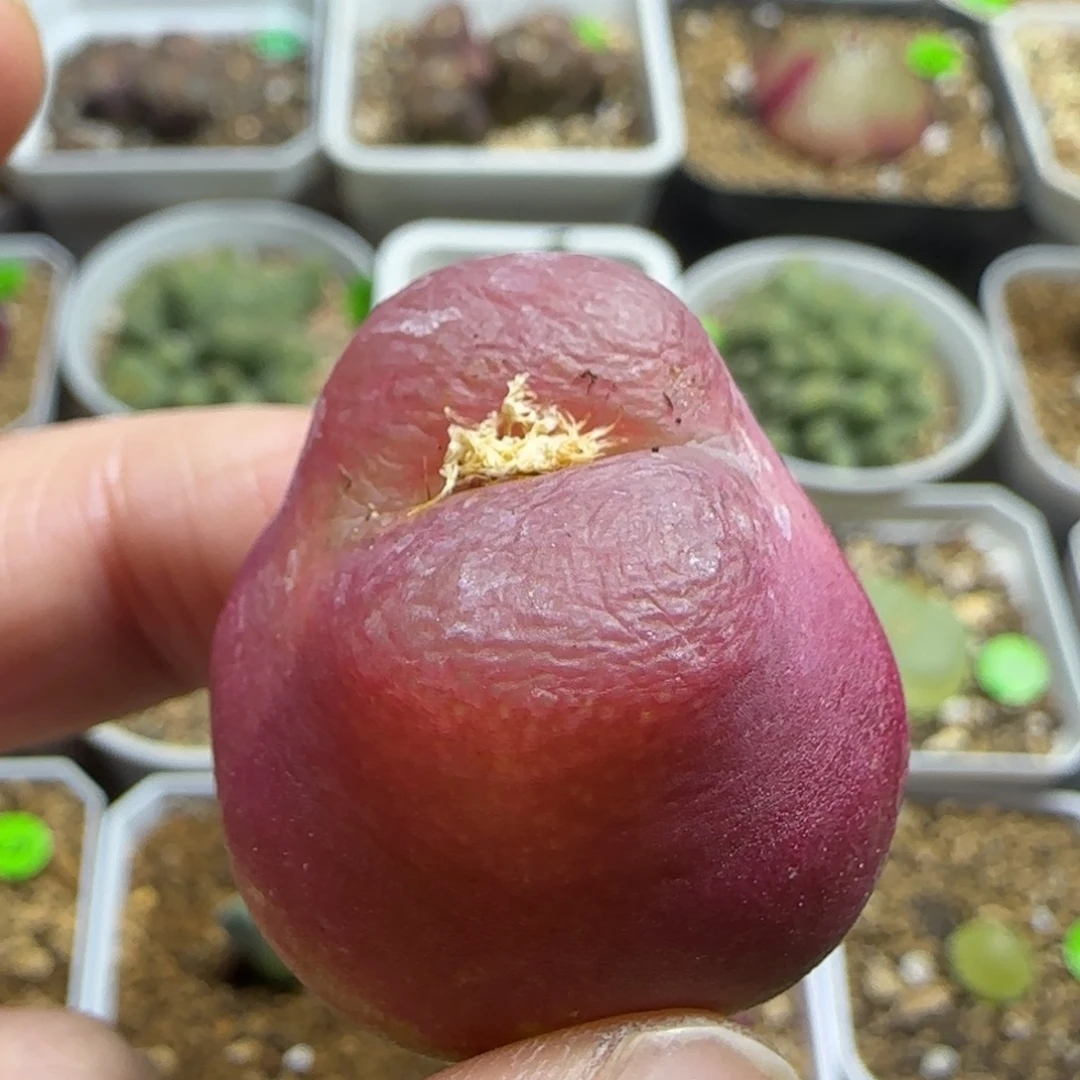 大肚子2.8+多肉植物397