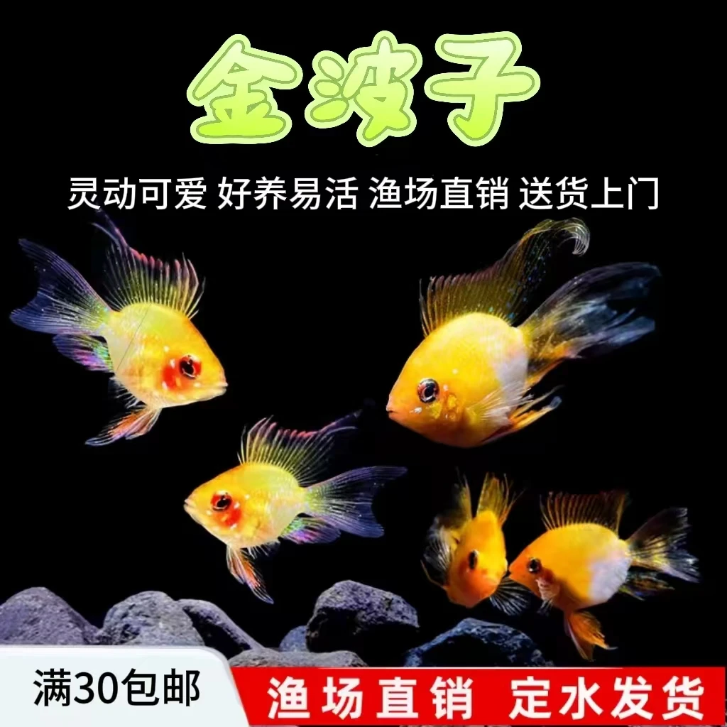 桃心长尾金波子阿凡达凤凰小型热带观赏鱼