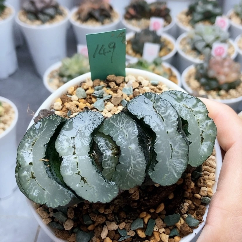 【闪购商品】理****岁149葵三条