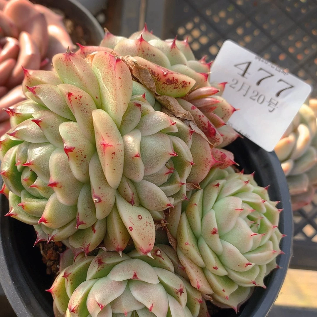 【闪购商品】云477