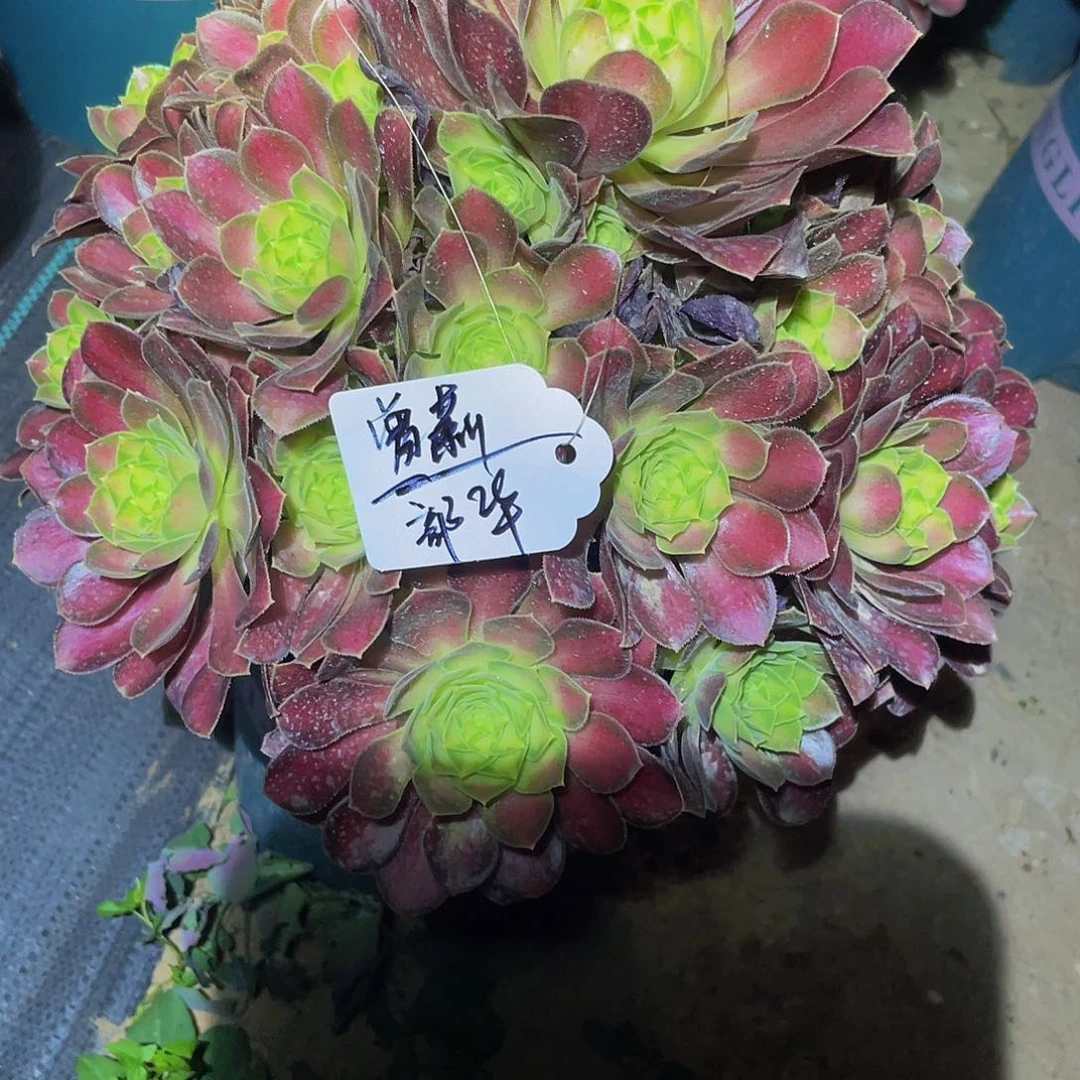 曾*多肉法师韶华寄养度夏