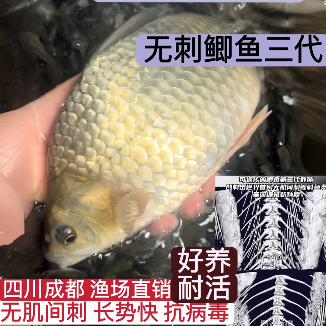 【正品保证】无刺鲫鱼三代喵好养耐活四川优质鲫鱼活水族活体鱼