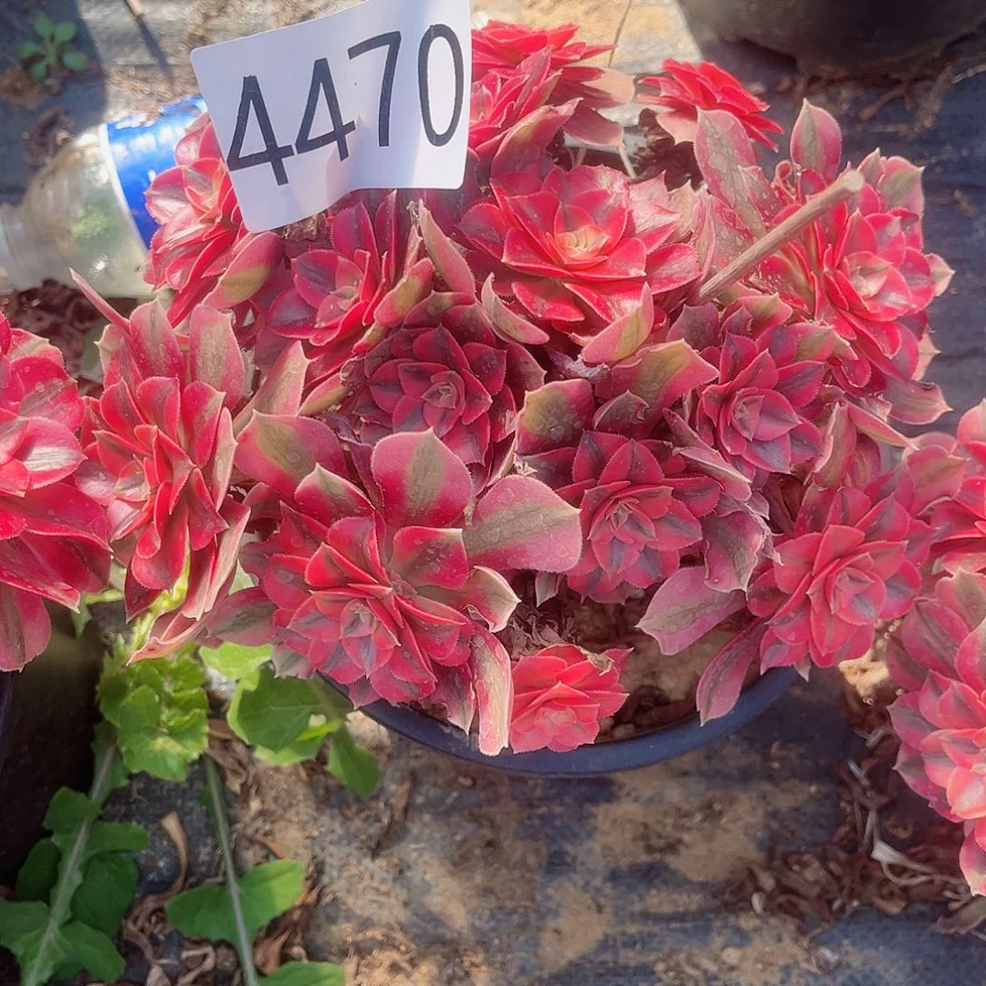 4470粉女巫多肉植物