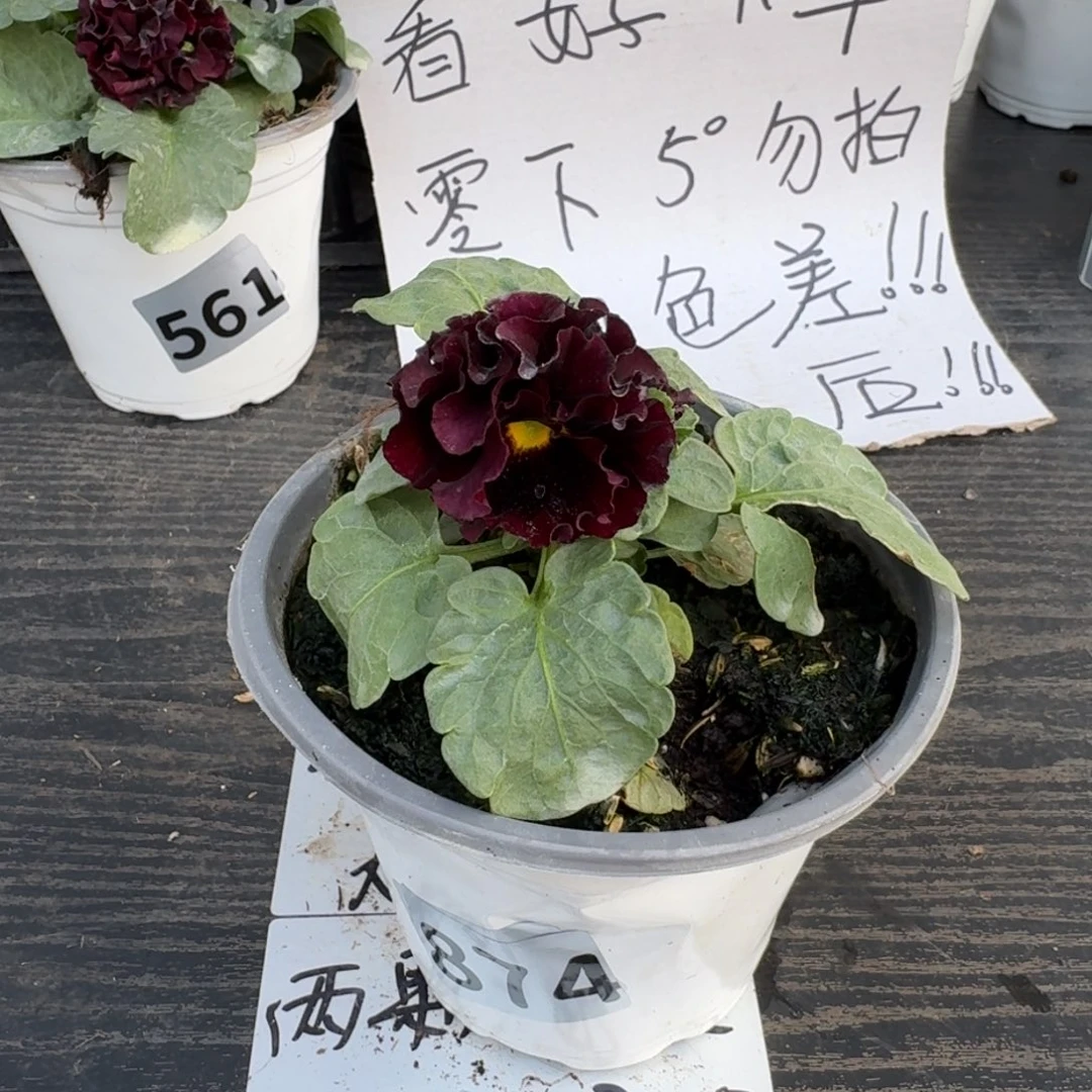 全部花朵874号礼服