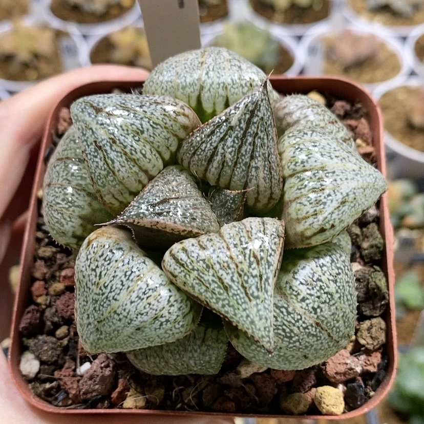 【闪购商品】69翡翠白银