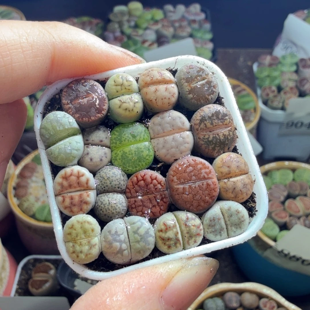 一物一拍一单包邮带盆带土926