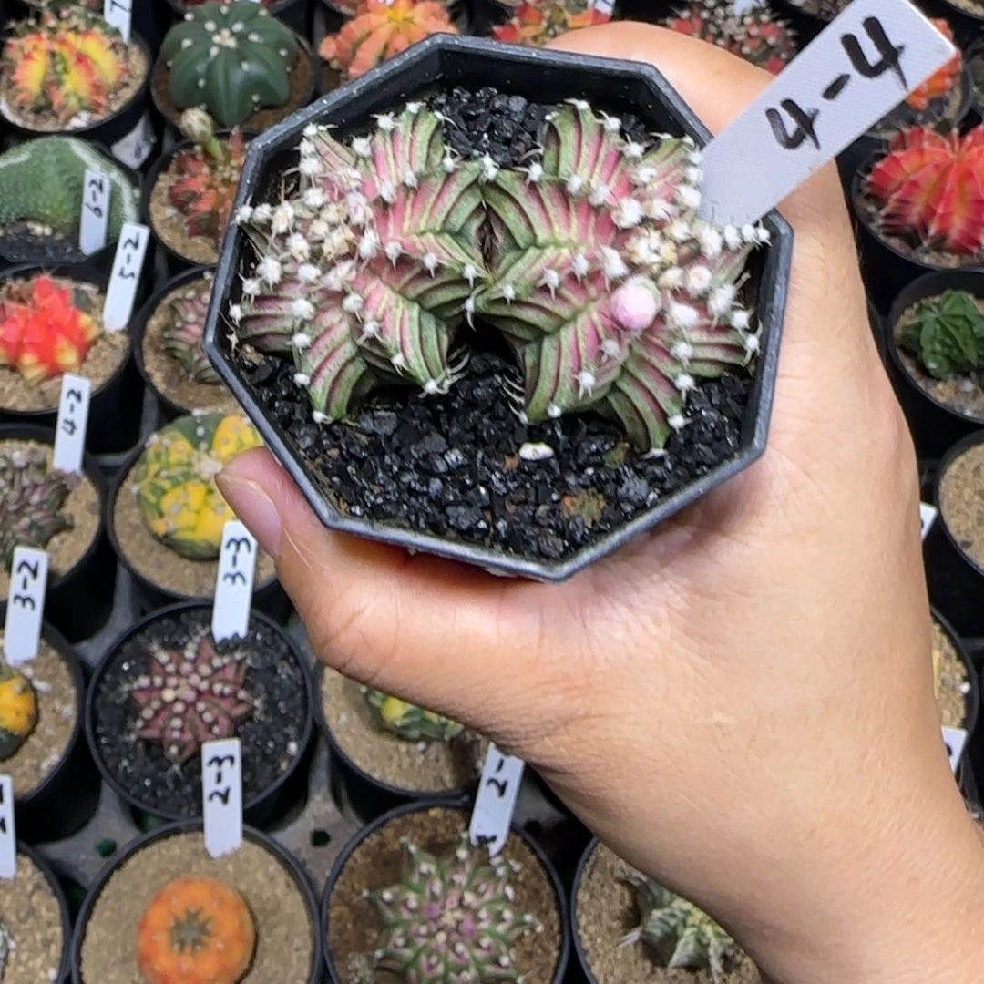 文***吖双头肋骨海神1111