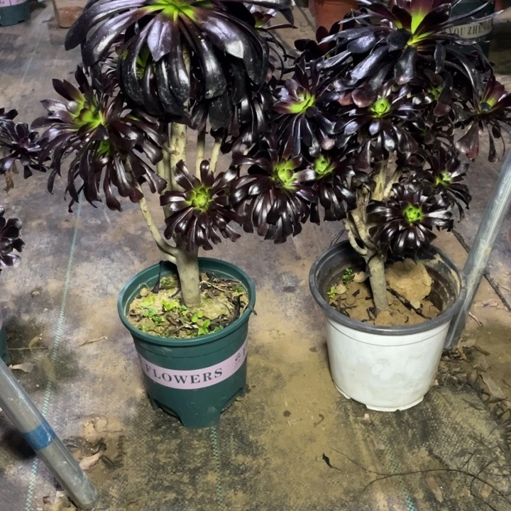 13墨法师二颗多肉植物