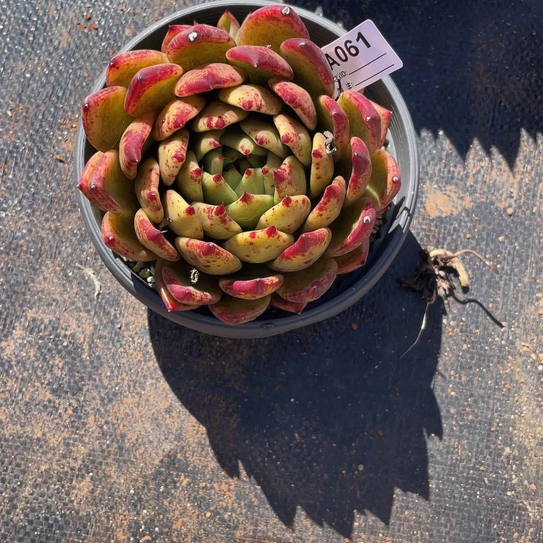 若如东云单拍A061