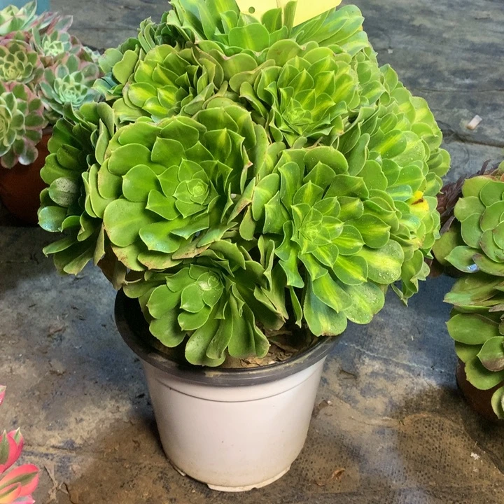 910翡翠琉璃多肉一物一拍～