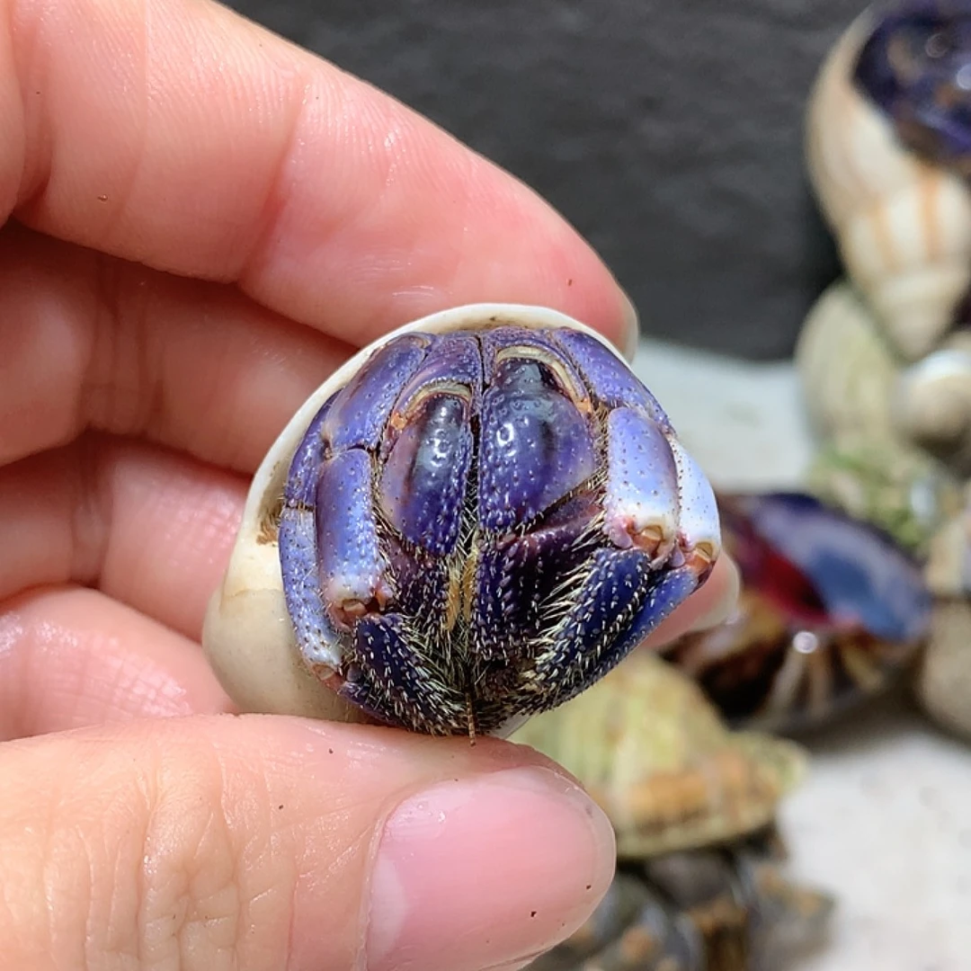 2.4口径奔跑的寄居蟹16号