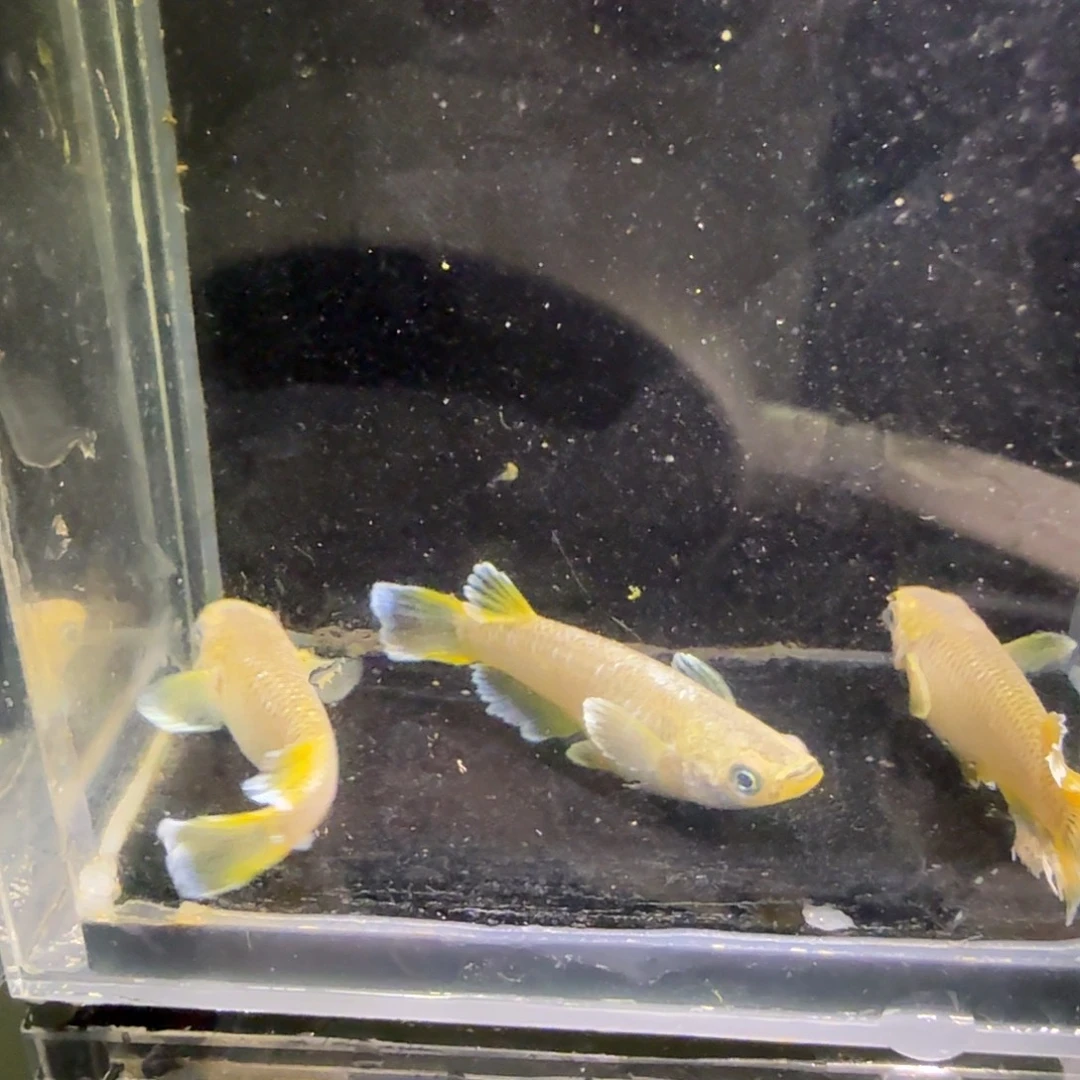 青鳉鱼一物一拍180