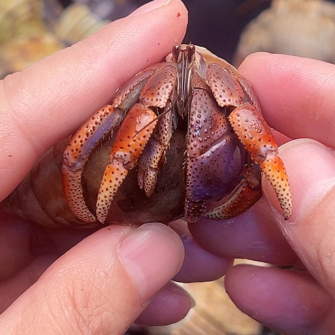 2.8口西伯快来竞拍吧