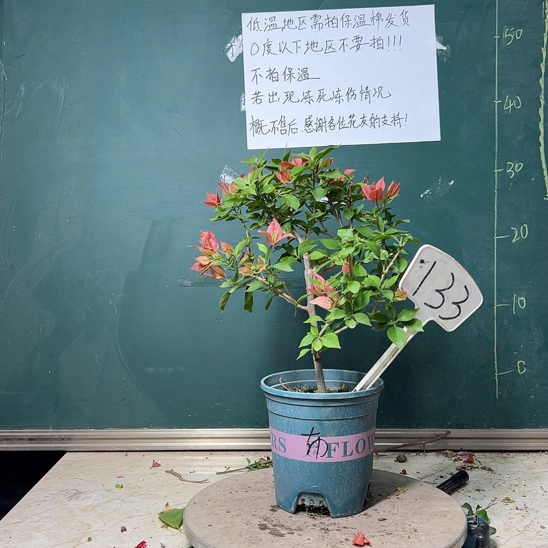 完全开放布理扎 133