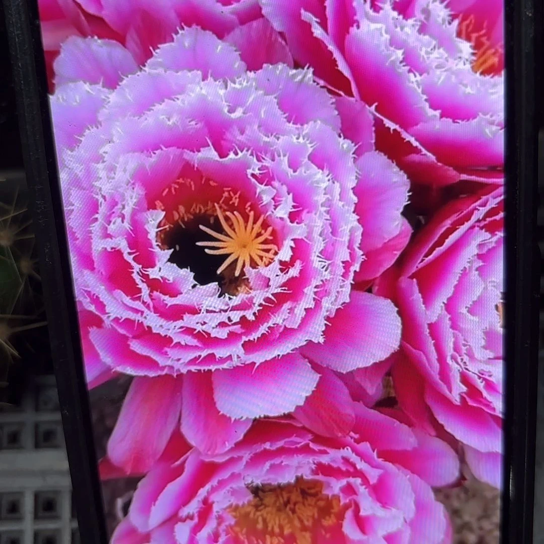 云儿毛侧牙20包邮仙人球17