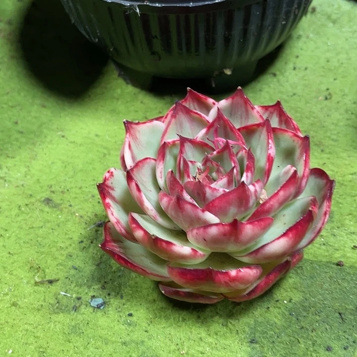惊鸿仙子多肉植物210