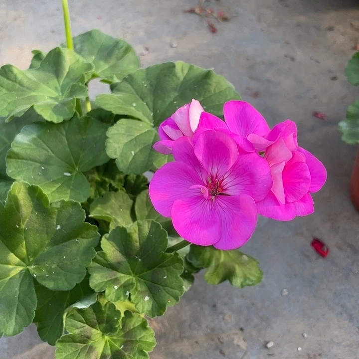 完全开放湛蓝天空福利款