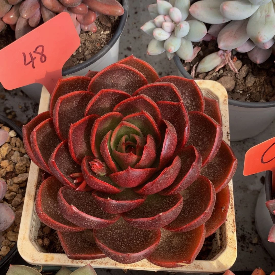 红灯72626363626737