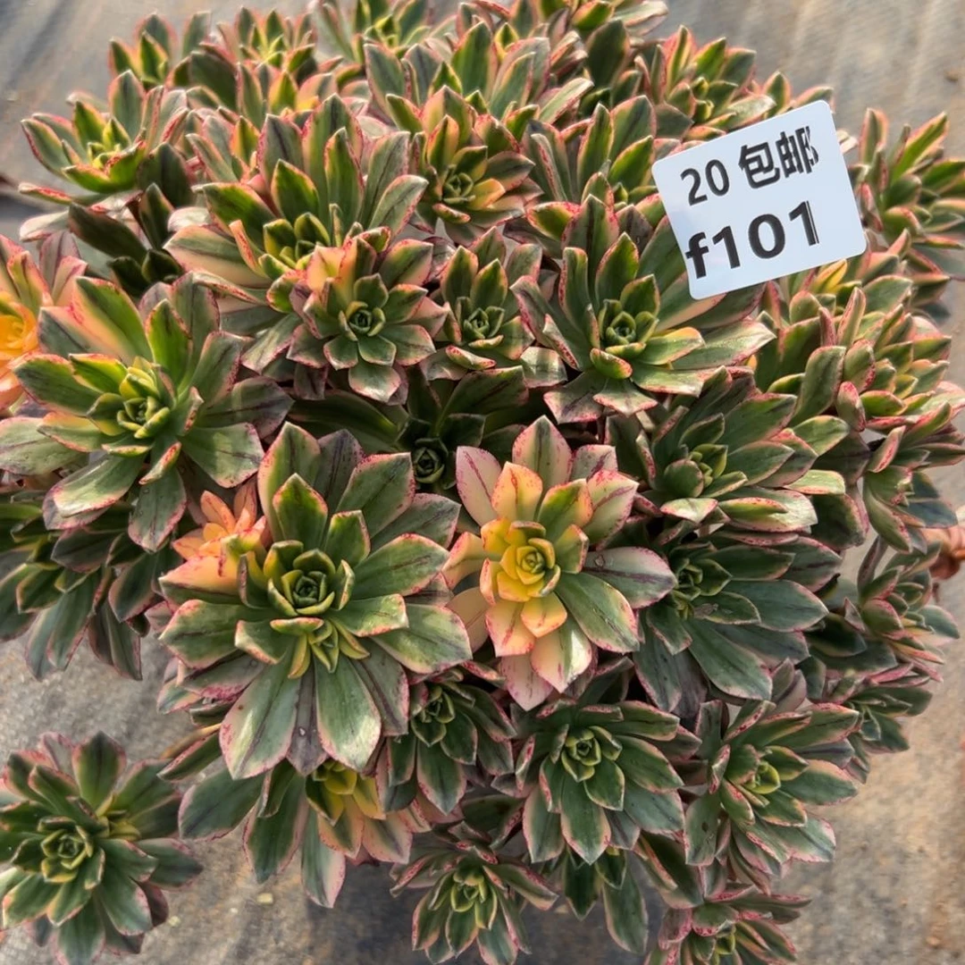 101甜茶，满20包邮嘟叮熊
