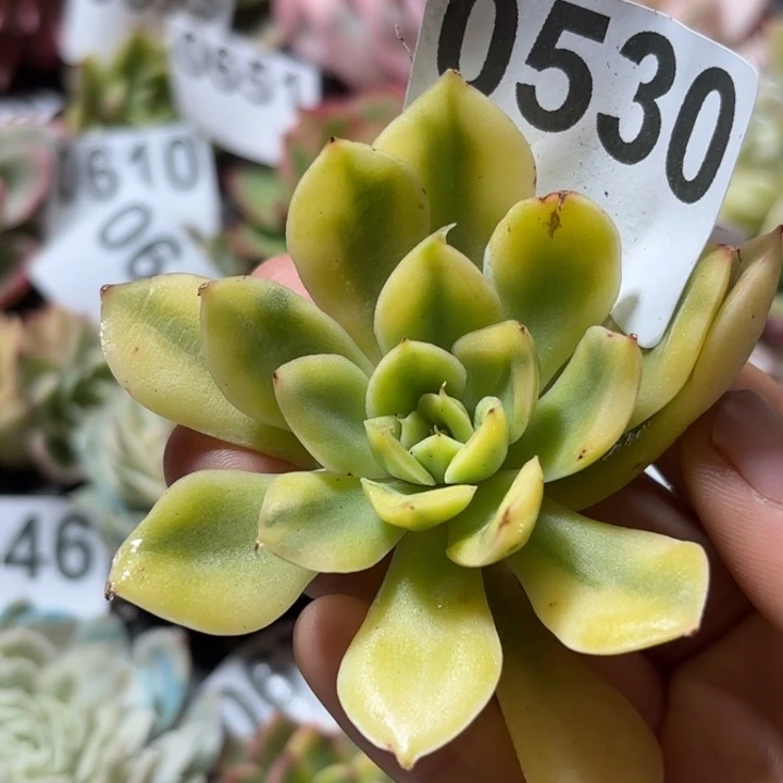 菲欧娜头盖锦啊多肉