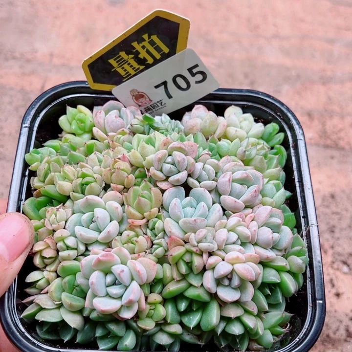 多肉植物多肉植物