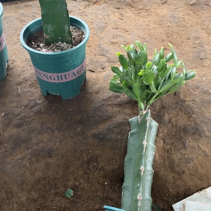 长***发11号011号瑞典00000000000